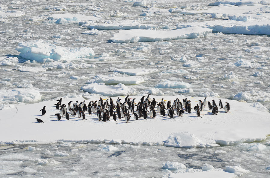 Navigating the pack ice to keep our patients safe and well